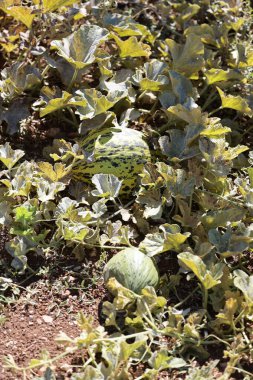 Kavunlar kuru yapraklar. Yüksek kalite fotoğraf