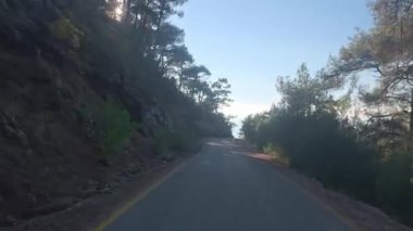 Güneşli yol ağaçları. Dağ yolu ağaçları. Yüksek kalite FullHD görüntüleri.