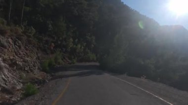 Güneşli yol ağaçları. Dağ yolu ağaçları. Yüksek kalite FullHD görüntüleri.