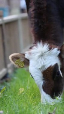 Buzağı otlağı. İnek yeşili çayır. Parktaki yeşil çimlerin üzerinde güzel bir buzağı..