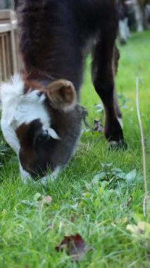 Buzağı otlağı. İnek yeşili çayır. Parktaki yeşil çimlerin üzerinde güzel bir buzağı..