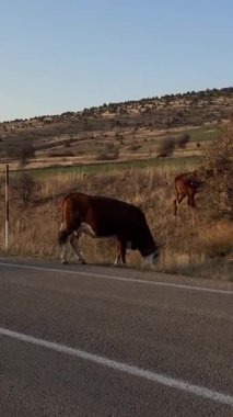 İnekler gün batımında otlar. İnekler yol kenarında otluyor. Bir inek yolun karşısına geçiyor. Yüksek kalite fotoğraf