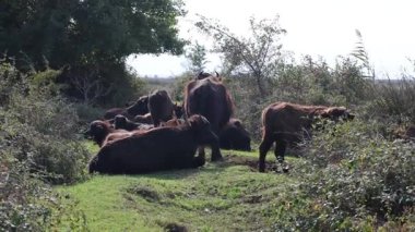 Bufalolar kendi habitatlarında otluyor. Bufalolar. Doğa koruma alanı, bataklık. Yüksek kaliteli fotoğraf.