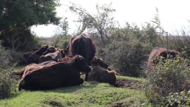 Bufalolar kendi habitatlarında otluyor. Bufalolar. Doğa koruma alanı, bataklık. Yüksek kaliteli fotoğraf.