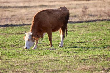 Kahverengi inek çayırı. İnekler gün batımında otlar. Yeşil çimlerin üzerinde bir inek sürüsü var. Çok kaliteli bir fotoğraf.