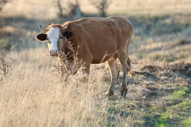 Kahverengi inek çayırı. İnekler gün batımında otlar. Yeşil çimlerin üzerinde bir inek sürüsü var. Çok kaliteli bir fotoğraf.
