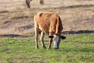 Kahverengi inek çayırı. İnekler gün batımında otlar. Yeşil çimlerin üzerinde bir inek sürüsü var. Çok kaliteli bir fotoğraf.