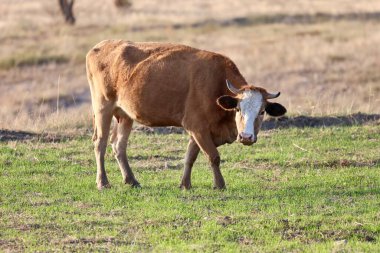 Kahverengi inek çayırı. İnekler gün batımında otlar. Yeşil çimlerin üzerinde bir inek sürüsü var. Çok kaliteli bir fotoğraf.