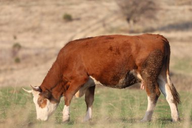 Kahverengi inek çayırı. İnekler gün batımında otlar. Yeşil çimlerin üzerinde bir inek sürüsü var. Çok kaliteli bir fotoğraf.