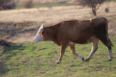 Kahverengi inek çayırı. İnekler gün batımında otlar. Yeşil çimlerin üzerinde bir inek sürüsü var. Çok kaliteli bir fotoğraf.