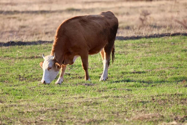 Kahverengi inek çayırı. İnekler gün batımında otlar. Yeşil çimlerin üzerinde bir inek sürüsü var. Çok kaliteli bir fotoğraf.