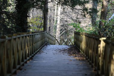 Yapraklı orman yolu. Yüksek kalite fotoğraf
