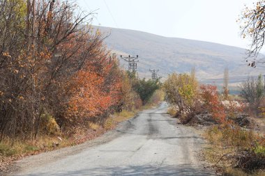 Yapraklı orman yolu. Sonbahar ormanı yolu, yüksek kaliteli fotoğraf.