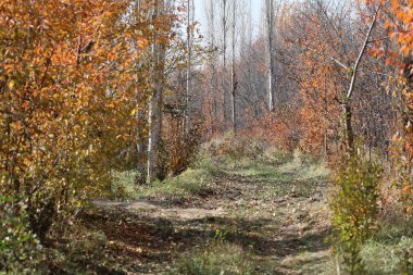 Yapraklı orman yolu. Sonbahar ormanı yolu, yüksek kaliteli fotoğraf.