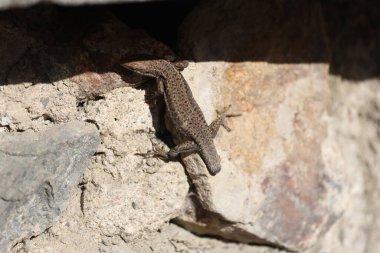 Kuyruksuz bir kayanın üzerindeki kertenkele. Kaya üzerindeki kertenkele. Yüksek kalite fotoğraf