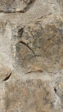 Kaya üzerindeki kertenkele. Yüksek kalite fotoğraf