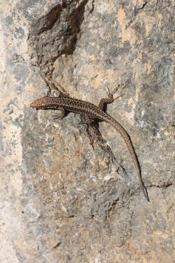 Kaya üzerindeki kertenkele. Yüksek kalite fotoğraf