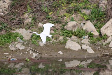 Akbalıkçıl suyu yansıtır. Yüksek kalite fotoğraf