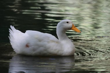 Ördek suyu yansıması. Yüksek kalite fotoğraf