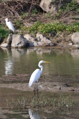 Akbalıkçıl suyu yansıtır. Yüksek kalite fotoğraf