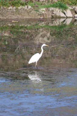 Akbalıkçıl suyu yansıtır. Yüksek kalite fotoğraf