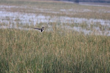 Ördekler uçuyor. Kuş uçuşu arazisi. Yüksek kalite fotoğraf