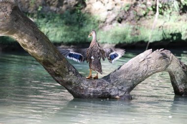 Bir ördek kanatlarını bir dağ gölünün arka planına doğru açar. Yüksek kalite fotoğraf