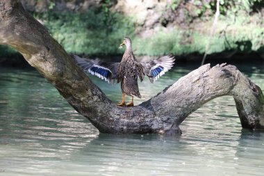 Bir ördek kanatlarını bir dağ gölünün arka planına doğru açar. Yüksek kalite fotoğraf
