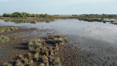 Bataklık kuşları. Akbalıkçıllar suyu yansıtıyor. Yüksek kalite fotoğraf
