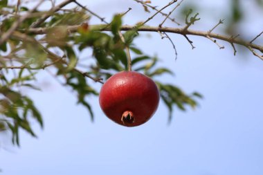 Nar yapraklı ağaç. Ağaçta yakın plan vitaminler üzerinde nar. Yüksek kalite fotoğraf