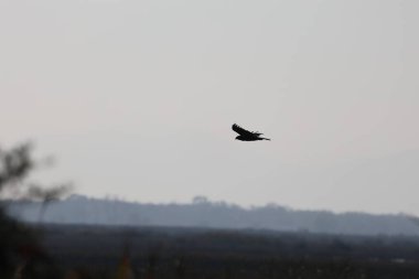 Kuş gökyüzü silueti. Yüksek kalite fotoğraf