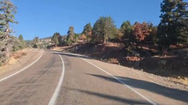 Güneşli yol ağaçları. Dağ yolu ağaçları. Yüksek kalite FullHD görüntüleri.