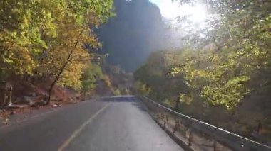 Güneşli yol ağaçları. Dağ yolu ağaçları. Yüksek kalite FullHD görüntüleri.