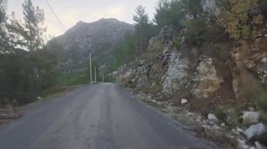 Güneşli yol ağaçları. Dağ yolu ağaçları. Yüksek kalite FullHD görüntüleri.