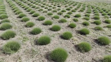 yeşil lavanta çalıları, drone manzarası.