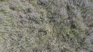 yeşil lavanta çalıları, drone manzarası.