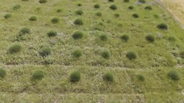 yeşil lavanta çalıları, drone manzarası.