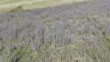 yeşil lavanta çalıları, drone manzarası.
