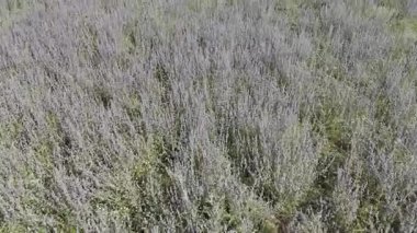 yeşil lavanta çalıları, drone manzarası.