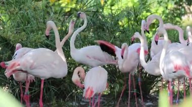 Flamingo içme suyu. Yüksek kalite 4k görüntü