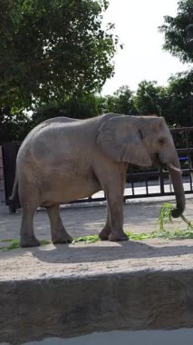 Fil ayakta duruyor. Hayvanat bahçesindeki Afrika filleri. Yüksek kalite 4k görüntü