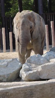 Fil ayakta duruyor. Hayvanat bahçesindeki Afrika filleri. Yüksek kalite 4k görüntü
