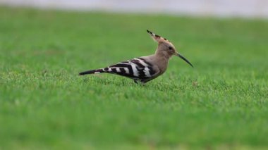 Kuş çimleri. Hupoe vahşi doğada. Yüksek kalite 4k görüntü