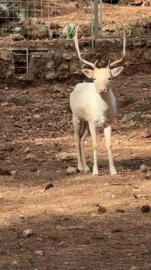 Beyaz geyik ayakta duruyor. Yüksek kalite 4k görüntü