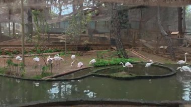 Flamingolar uçuyor. Flamingo içme suyu. Yüksek kalite 4k görüntü