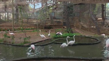 Flamingolar uçuyor. Flamingo içme suyu. Yüksek kalite 4k görüntü