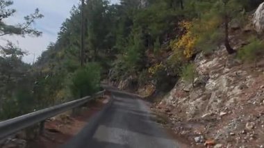 Dağ yolu ormanı. Kozalaklı ağaçlar ve sarı yapraklar. Yüksek kalite 4k görüntü
