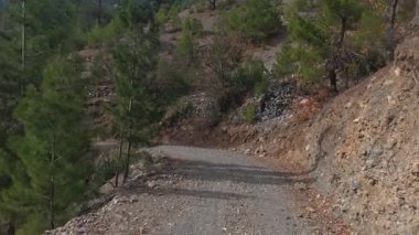 Dağlık arazi yolu. Dağ yolu ormanı. Kozalaklı ağaçlar ve sarı yapraklar. Yüksek kalite 4k görüntü