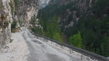 Dağ yolu ormanı. Kozalaklı ağaçlar ve sarı yapraklar. Yüksek kalite 4k görüntü