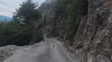 Dağ yolu ormanı. Kozalaklı ağaçlar ve sarı yapraklar. Yüksek kalite 4k görüntü